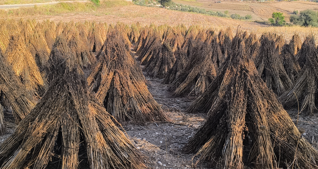 200 liranin altinda teklif ederlerse susami goturur baraja dokerim baliklar yesin S7E8SpfR