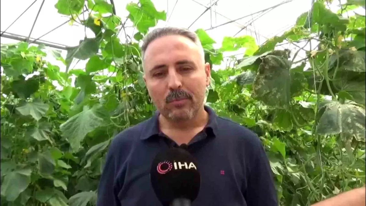 diyarbakirda salatalik serasi kuruluyor 20 kisiye istihdam saglaniyor EuqDbrhB