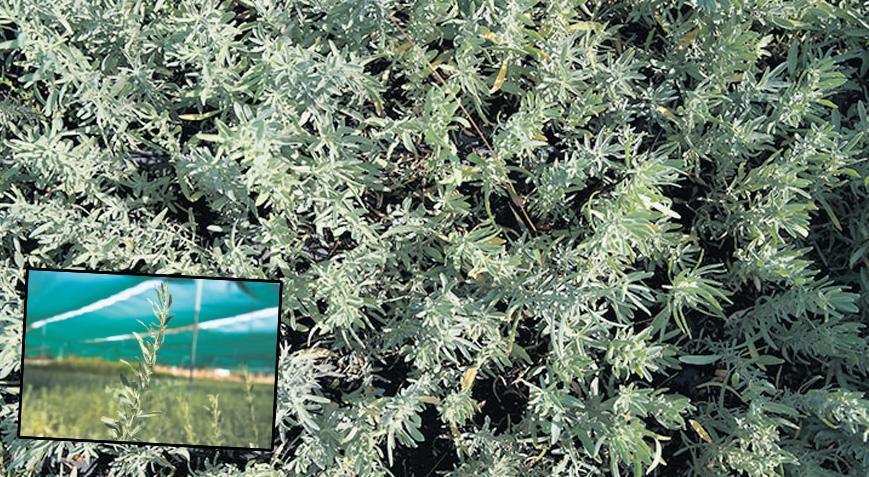 kuraklik ve erozyona karsi tuz calisi vbCF2M4S.jpg