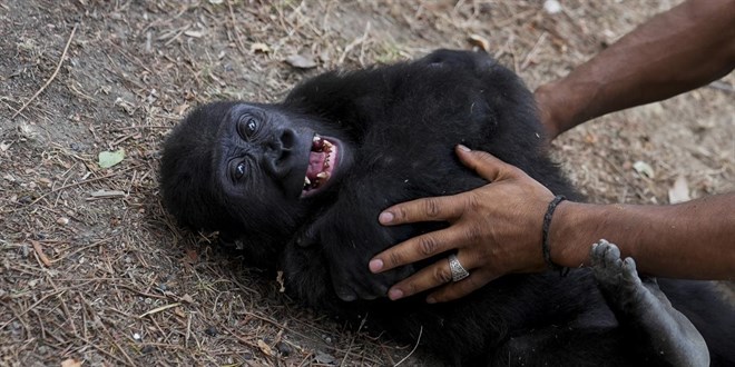 zeytin turkiyede kalacak FNT4Bc48.jpg