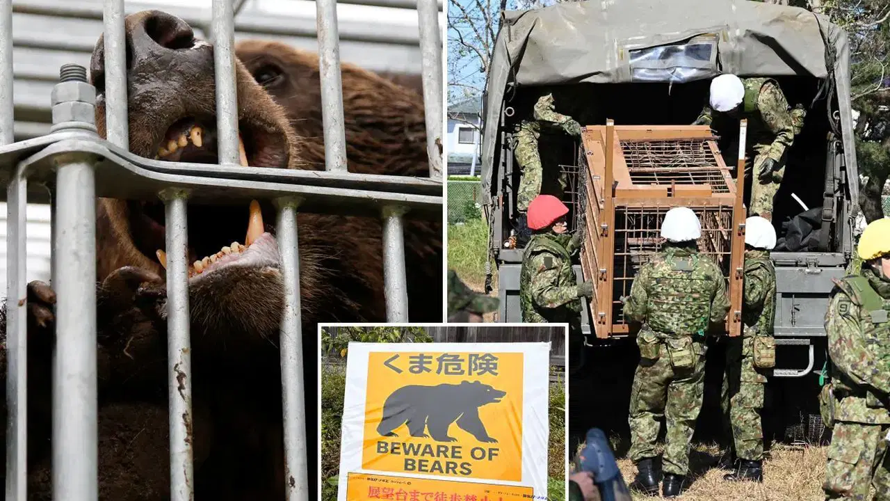 ayi saldirilari kontrolden cikti askerler sahaya iniyor 3fvYqCh8.jpg