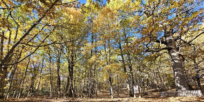 dunyadaki tek orman izinsiz girisin cezasi 557 bin 212 tl 53urQV2Z.jpg