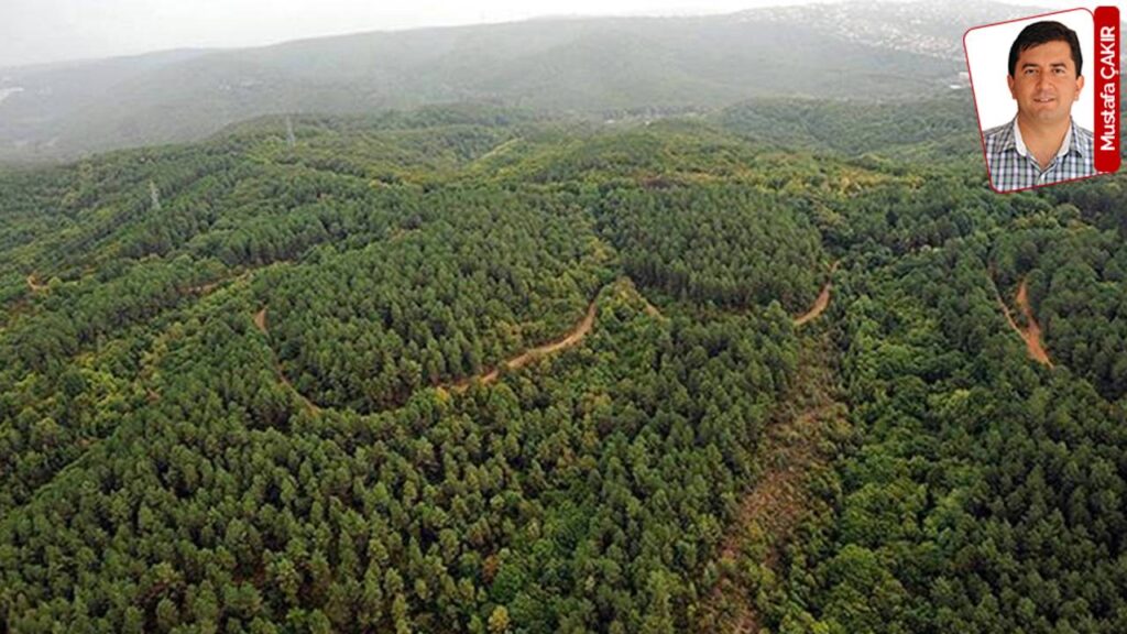 Küçük Kızın Kaybında Şok Edici İtiraf: Ablası Suçu Üstlendi