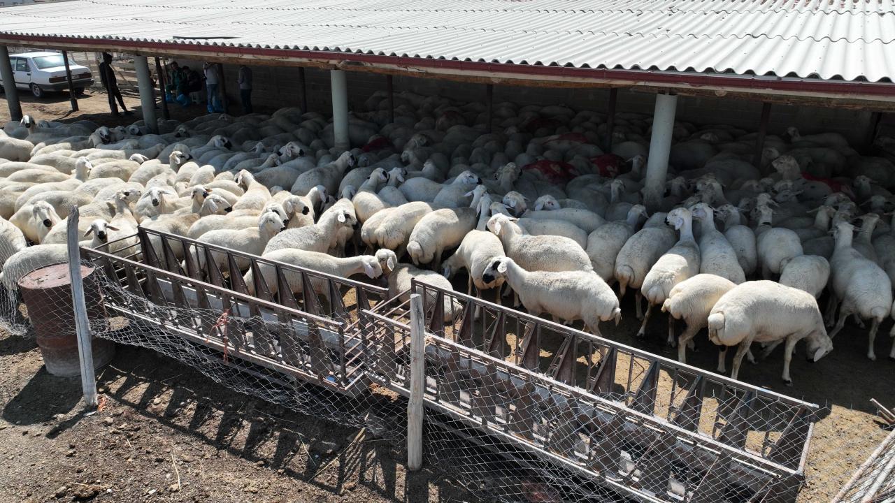 Konya buyuksehirin hayvan yetistiriciligi egitimleri ureticiye guc katiyor Qp8Hbrsq